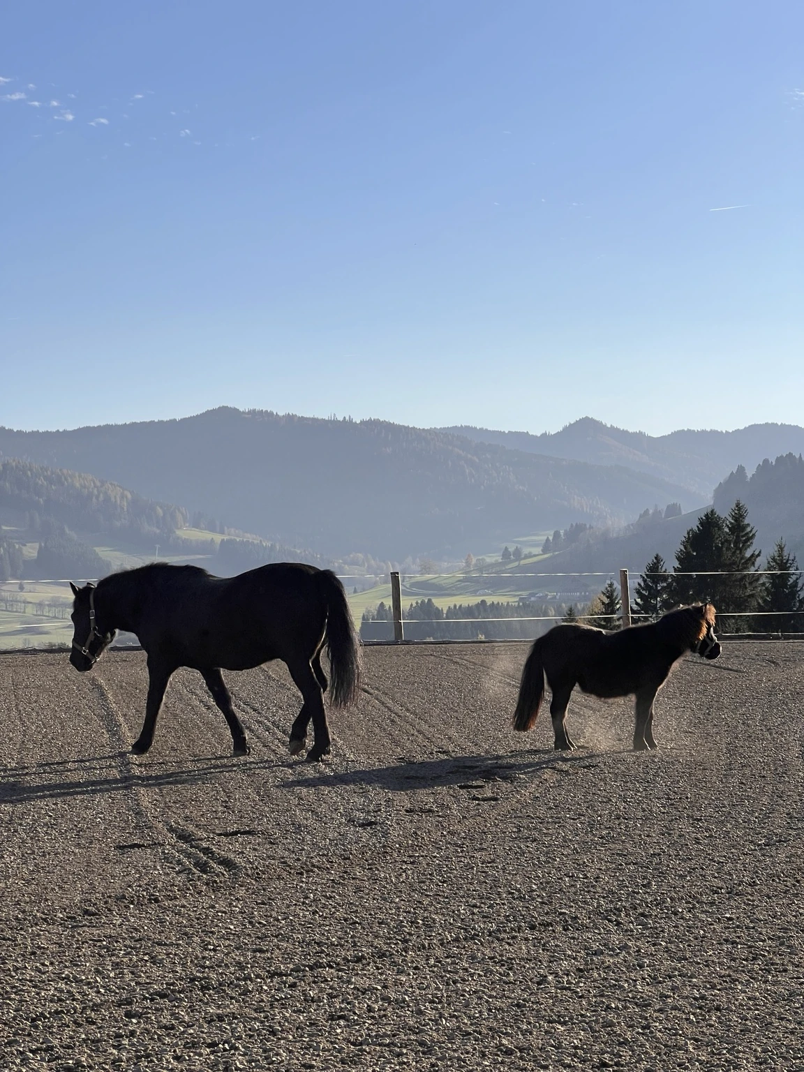 Pferde & Bergkulisse – Chalet Bergblick